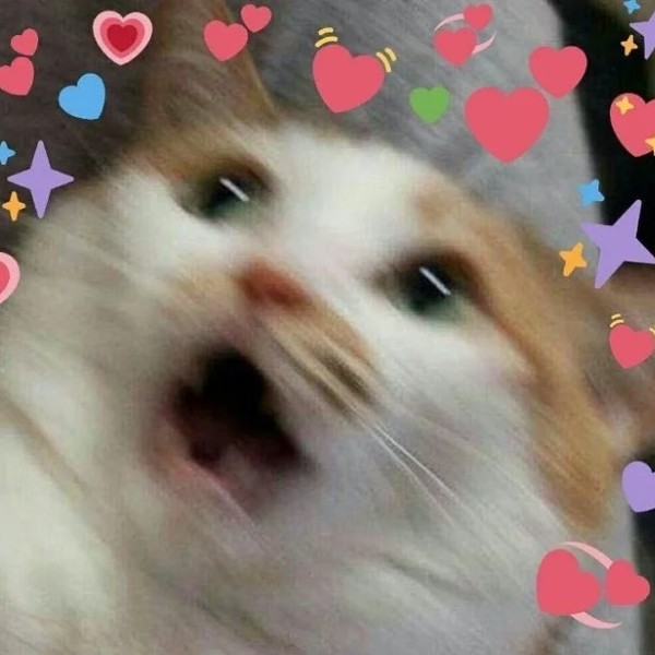 meme mèo bất ngờ 29