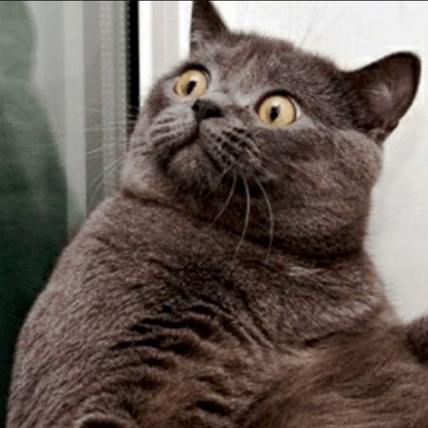 meme mèo bất ngờ 3