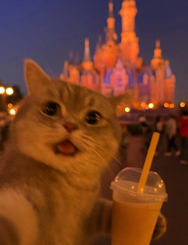 meme mèo bất ngờ 30