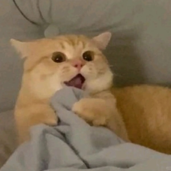 meme mèo bất ngờ 32