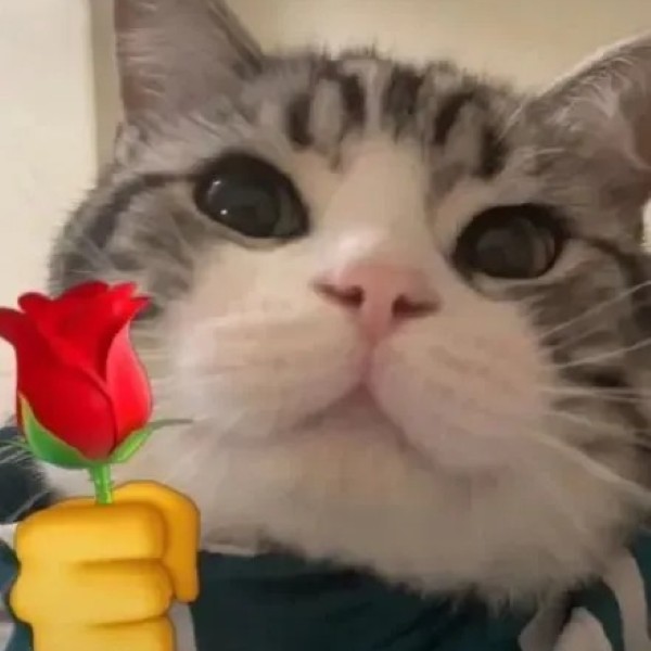 meme mèo bất ngờ 35