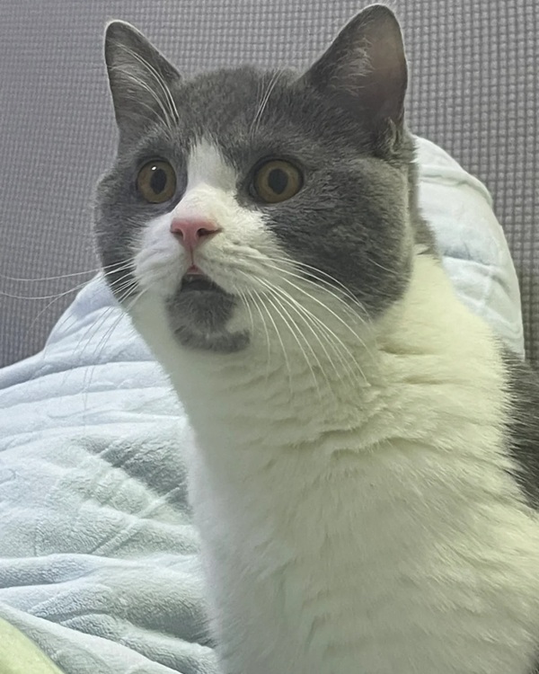 meme mèo bất ngờ 38