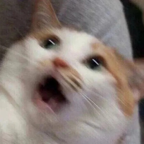 meme mèo bất ngờ 39