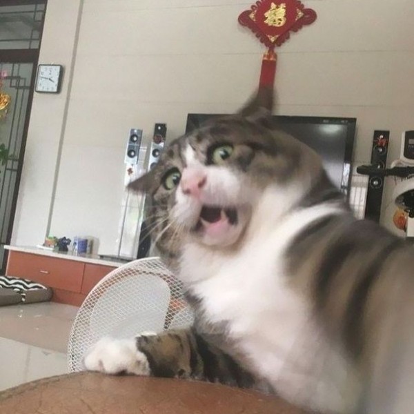 meme mèo bất ngờ 4