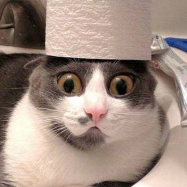 hình ảnh mèo hài hước