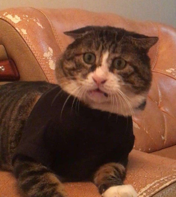 hình ảnh mèo hài hước