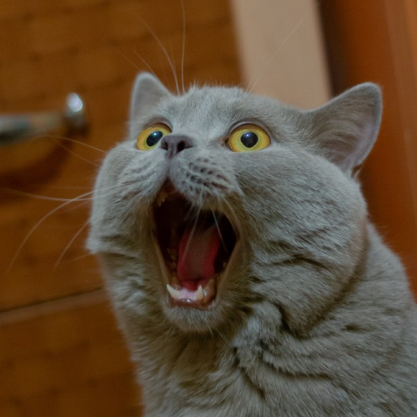 hình ảnh mèo hài hước