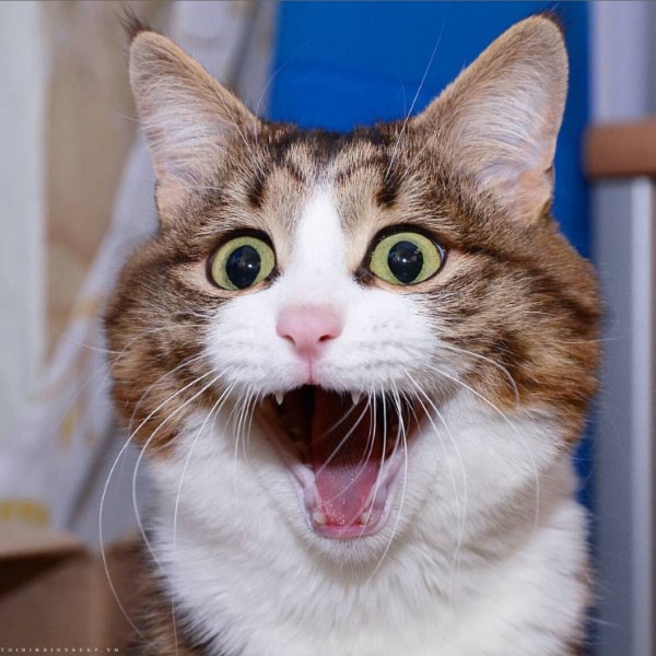 hình ảnh mèo hài hước