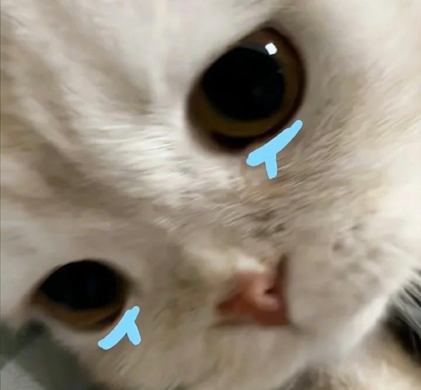 meme mèo buồn 21