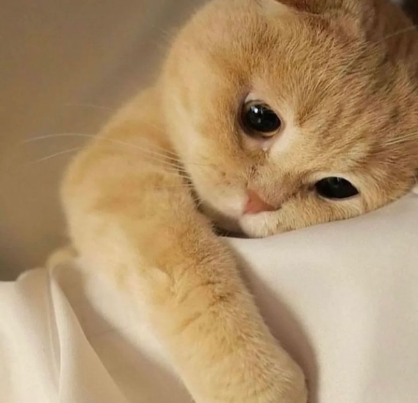 meme mèo buồn cute
