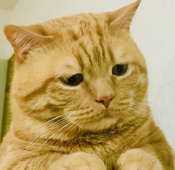 meme mèo buồn ngủ