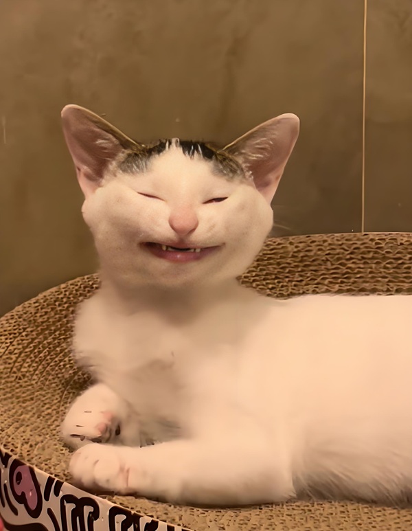 meme mèo cười đểu 1