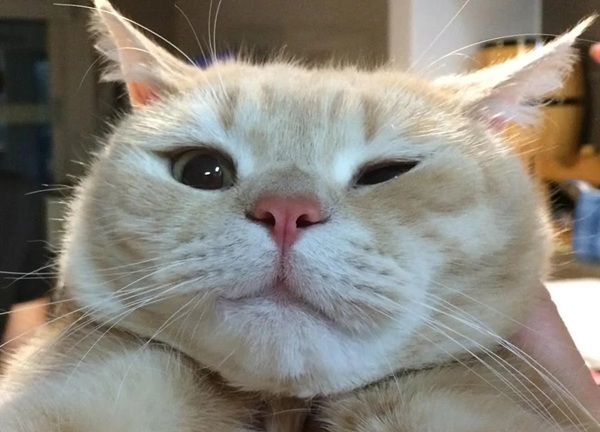 meme mèo cười đểu 12