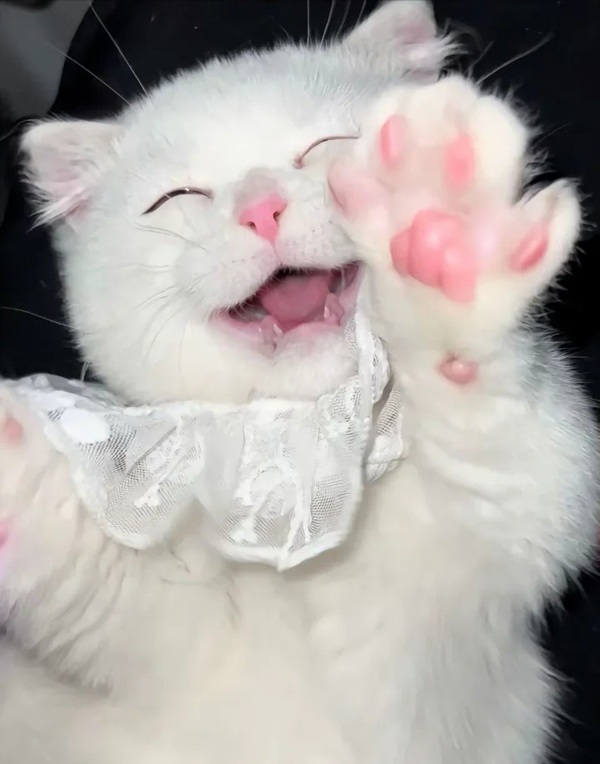 meme mèo cười đểu 19