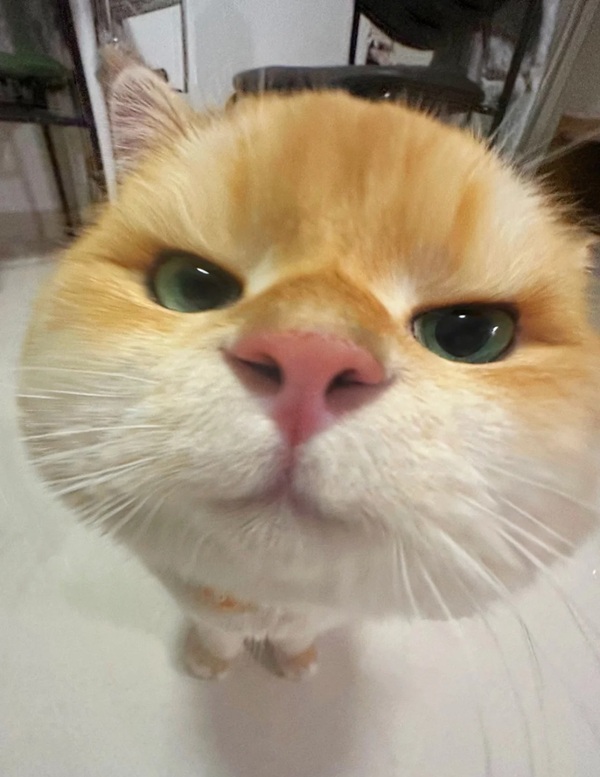 meme mèo cười đểu 20