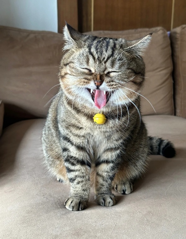 meme mèo cười đểu 25