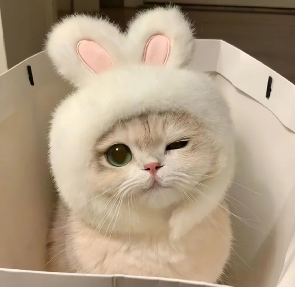 meme mèo cười đểu 26