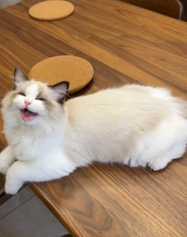 meme mèo cười đểu 28