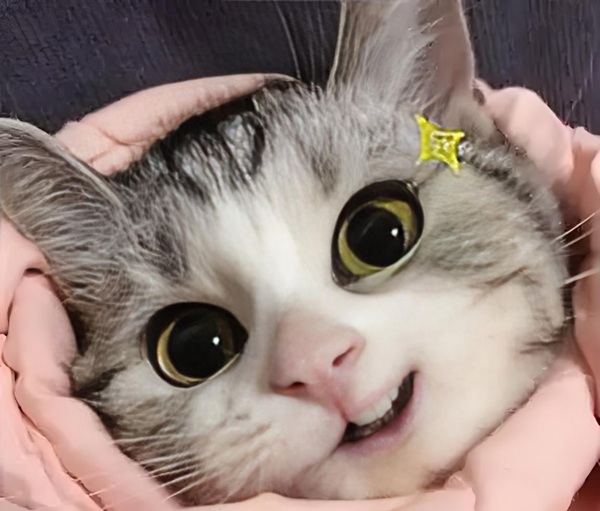 meme mèo cười đểu 3