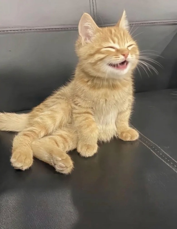 meme mèo cười đểu 30