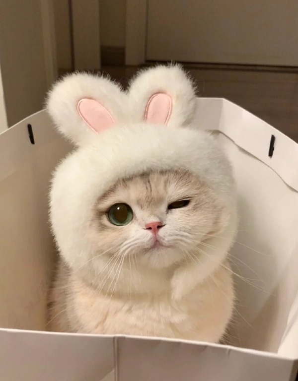 meme mèo cười đểu 32
