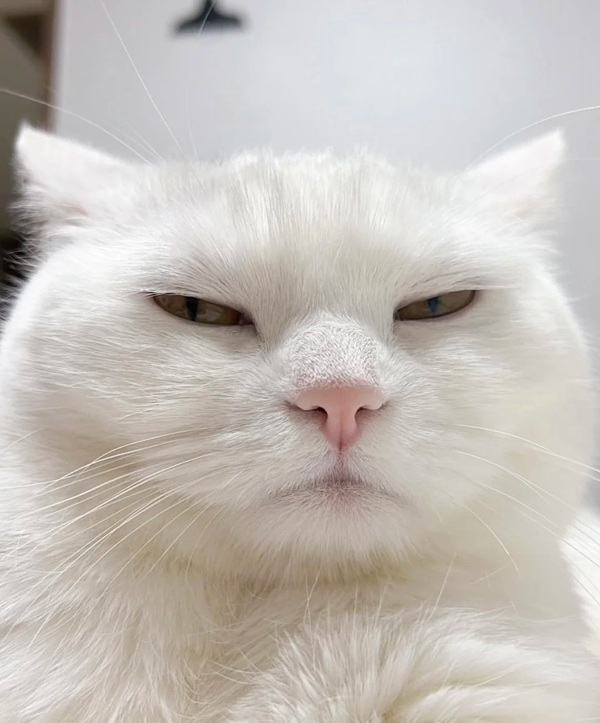 meme mèo cười đểu 34