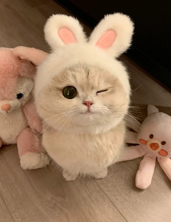 meme mèo cười đểu 37