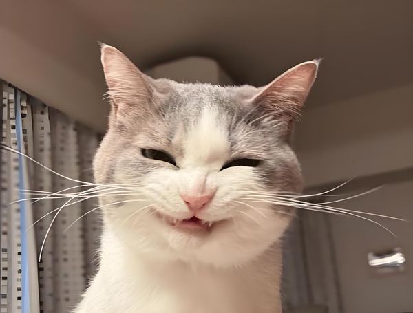 meme mèo cười đểu 7