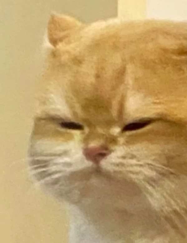 meme mèo nghi ngờ 1