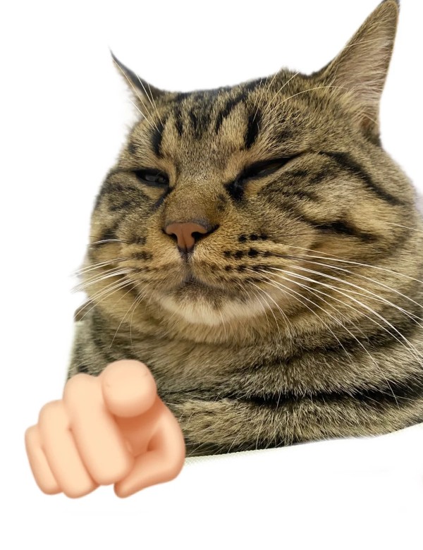 meme mèo nghi ngờ 10