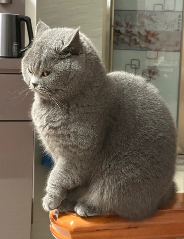 meme mèo nghi ngờ 11