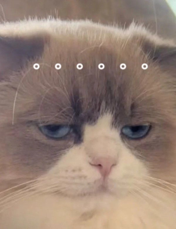 meme mèo nghi ngờ 12