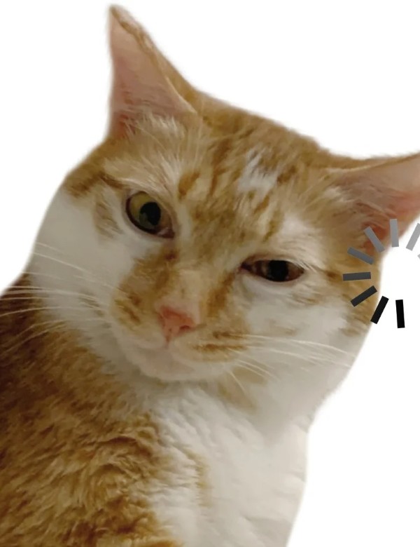 meme mèo nghi ngờ 14