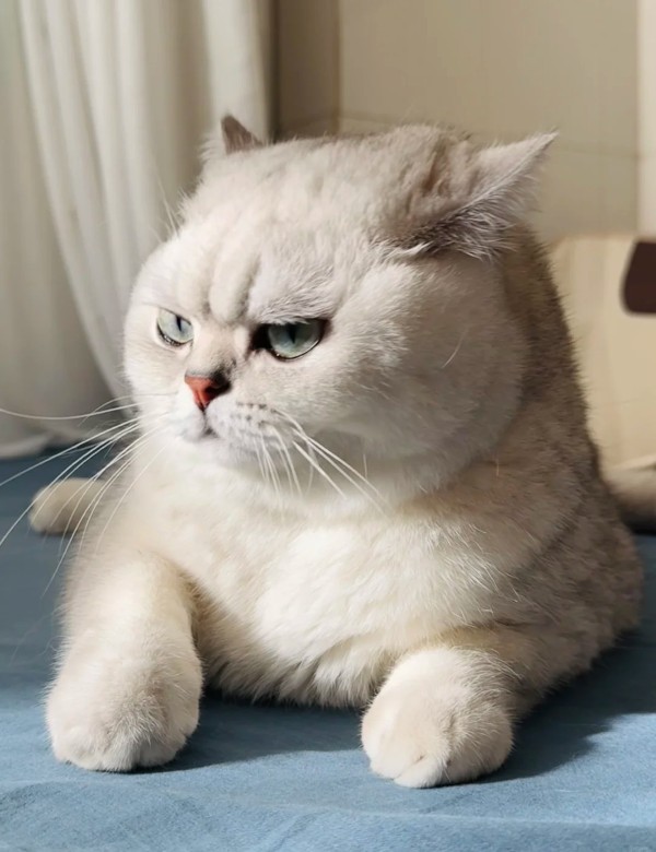 meme mèo nghi ngờ 15