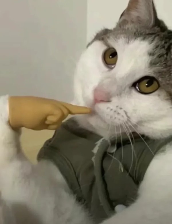 meme mèo nghi ngờ 16