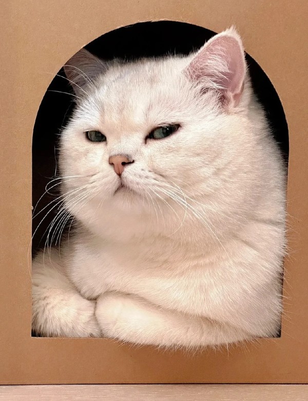 meme mèo nghi ngờ 17