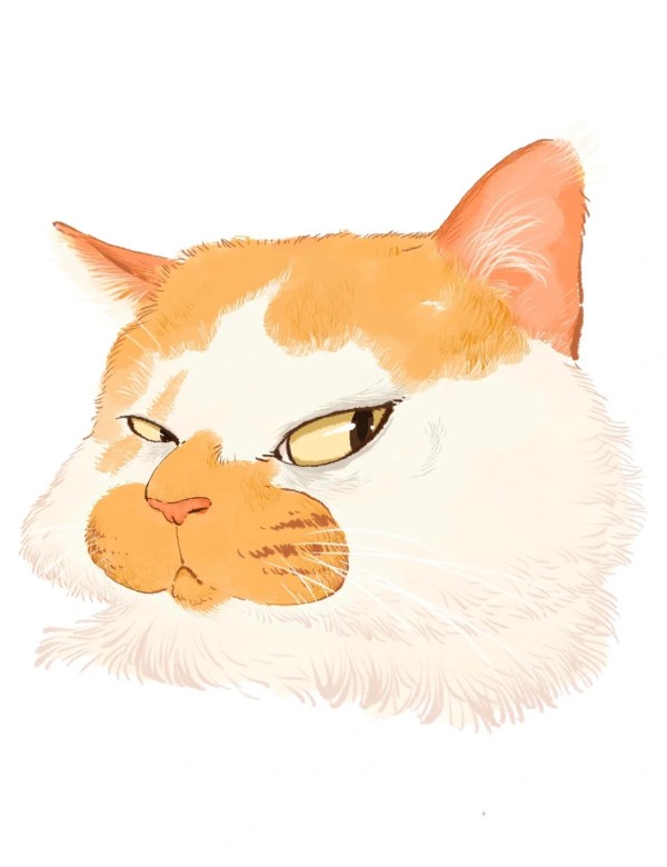 meme mèo nghi ngờ 18