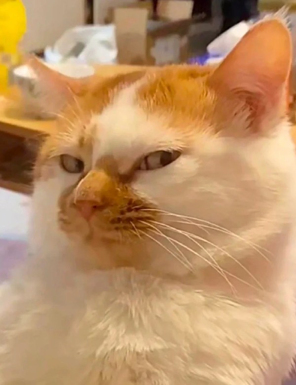 meme mèo nghi ngờ 19