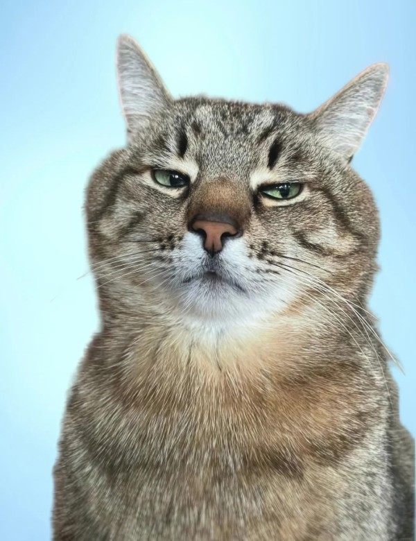 meme mèo nghi ngờ 20