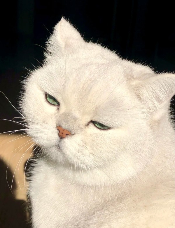 meme mèo nghi ngờ 21