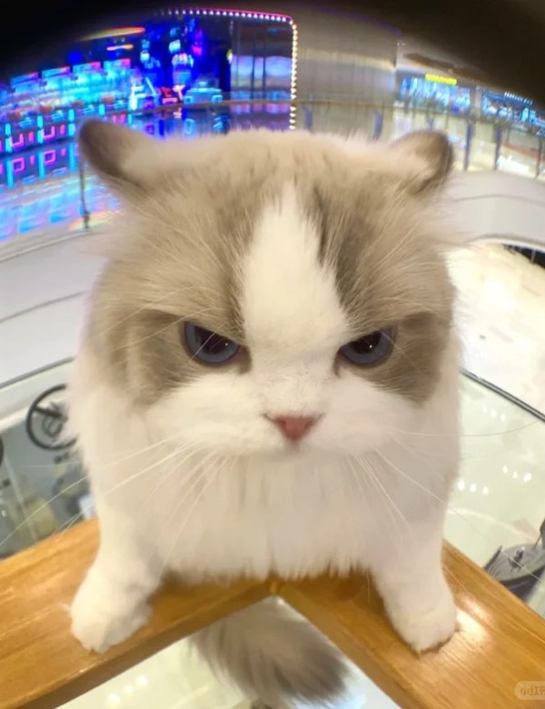 meme mèo nghi ngờ 22