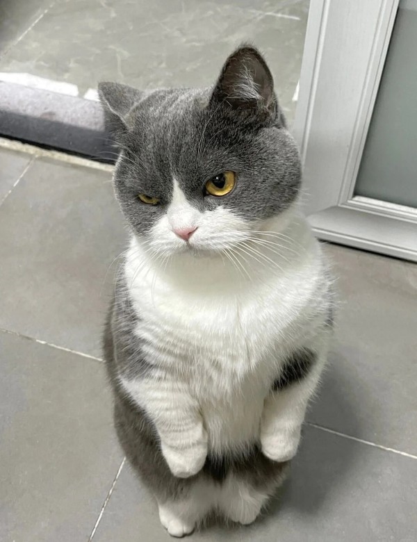 meme mèo nghi ngờ 25