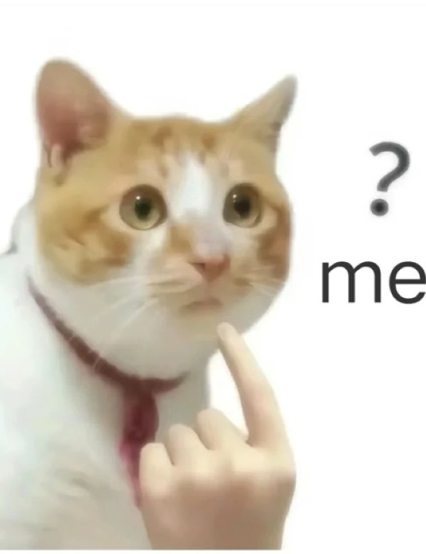 meme mèo nghi ngờ 26