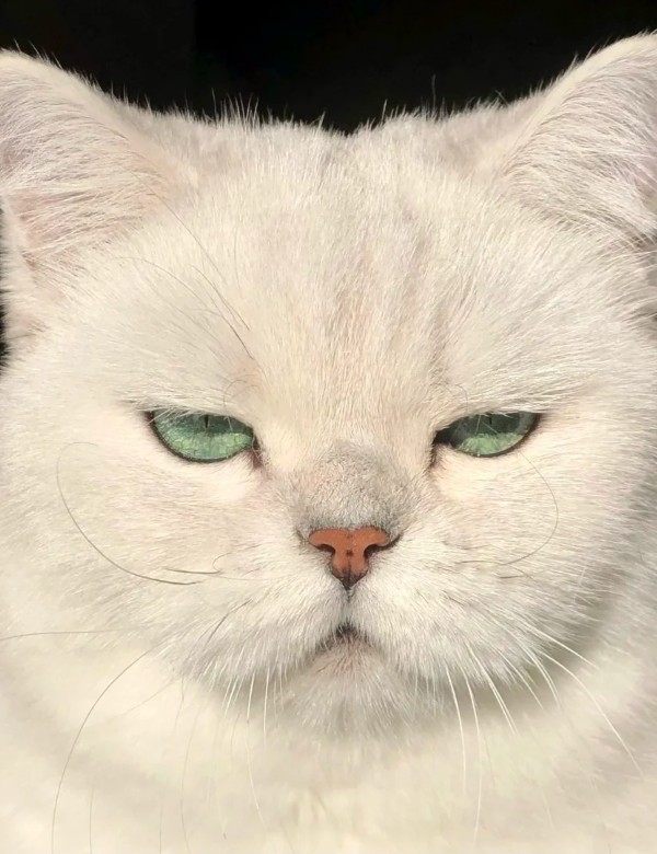 meme mèo nghi ngờ 27