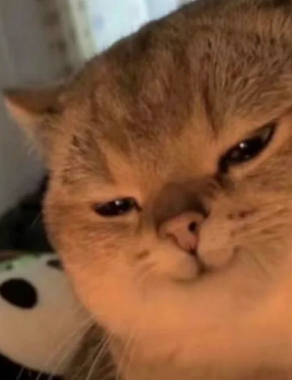 meme mèo nghi ngờ 28