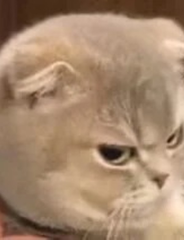 meme mèo nghi ngờ 29