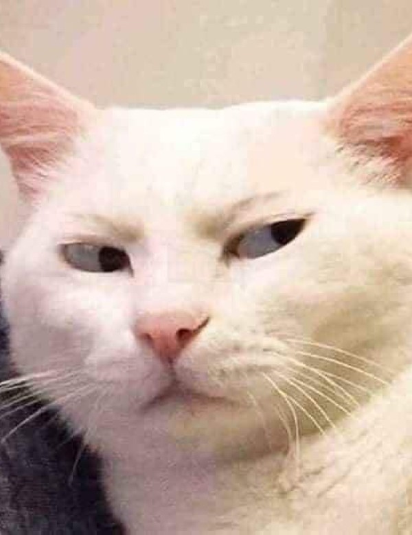 meme mèo nghi ngờ 3