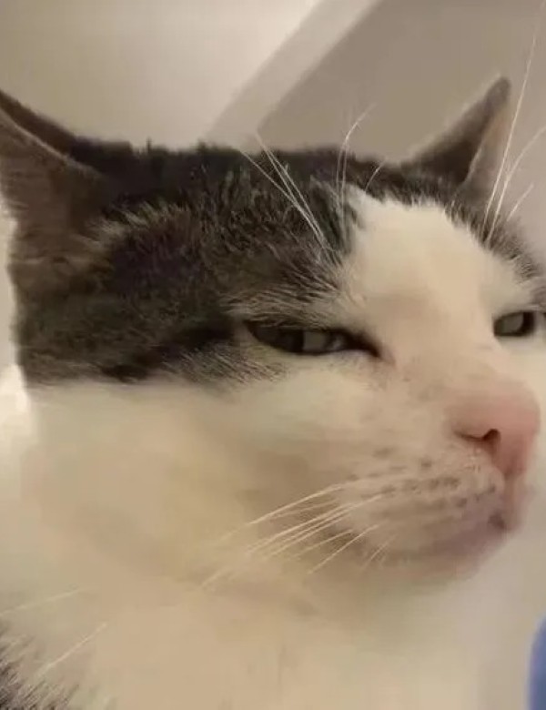 meme mèo nghi ngờ 30