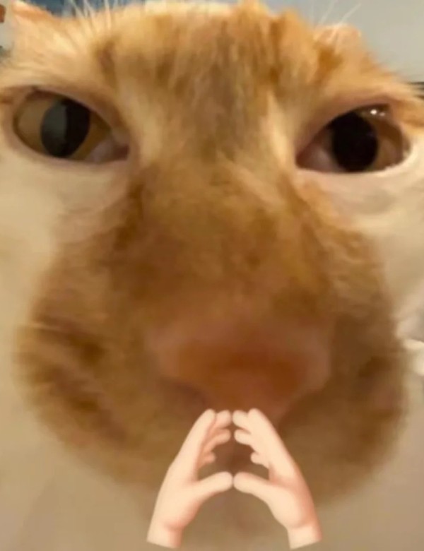 meme mèo nghi ngờ 31