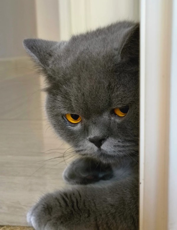 meme mèo nghi ngờ 32